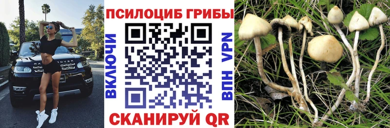 купить  цена  Курильск  Галлюциногенные грибы прущие грибы 